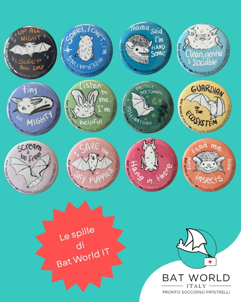 Grafica sui toni del turchese rappresentante delle spille colorate a tema pipistrelli realizzate da Bat World Italy.